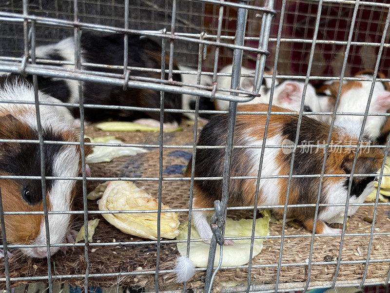 小豚鼠(Cavia porcellus)与成年母亲的金属笼子的特写图像，小豚鼠在半英寸见方的金属丝网后面，生菜，重点在前景